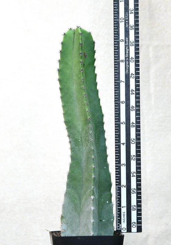 Lophocereus schottii (Native Form)