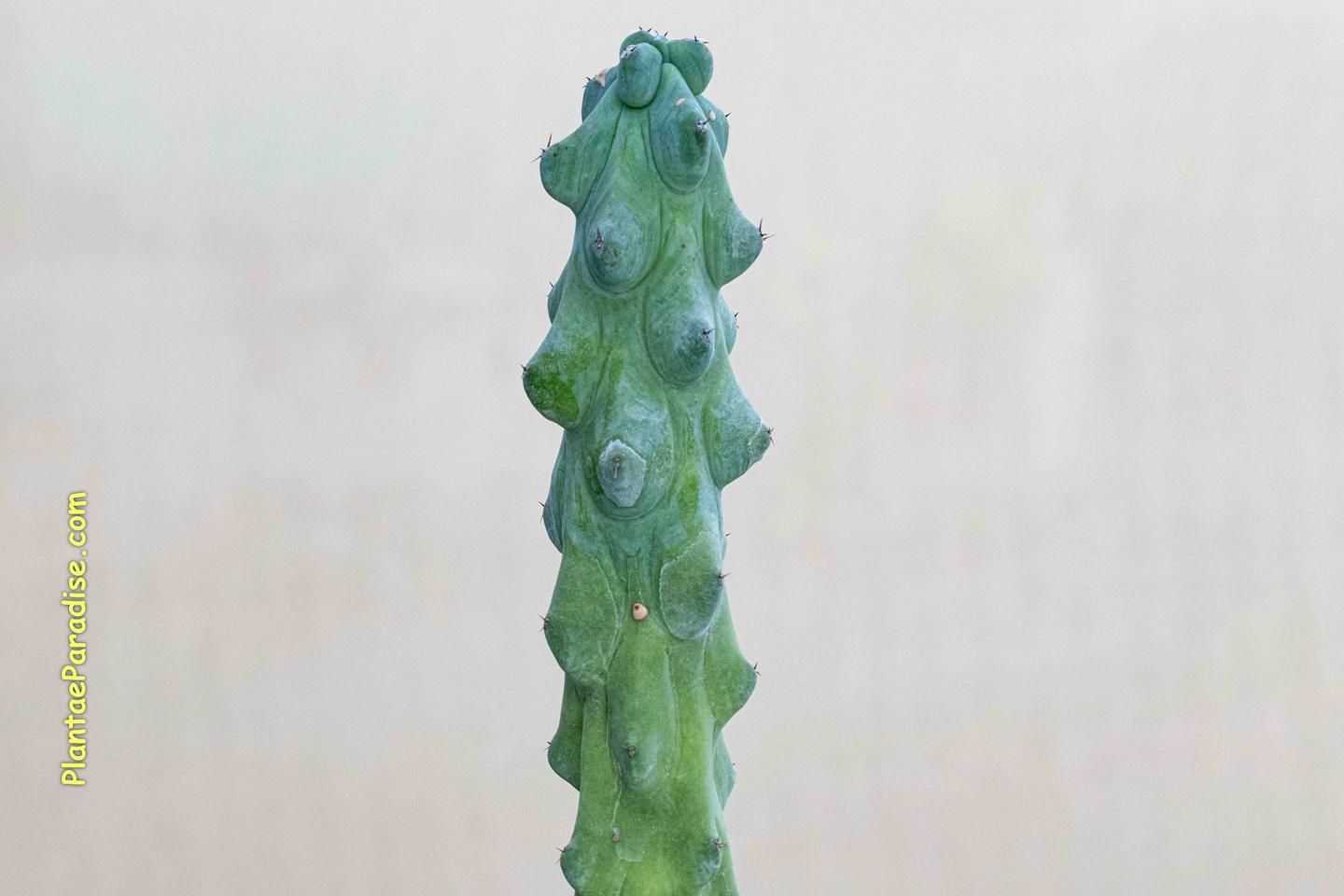 Myrtillocactus Geometrizans 'Fukurokuryuzinboku'