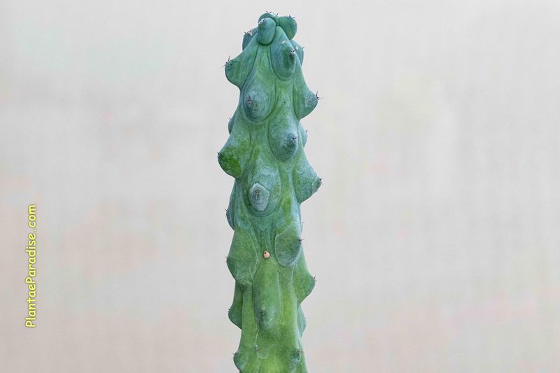 Myrtillocactus Geometrizans 'Fukurokuryuzinboku' close-up crest tip