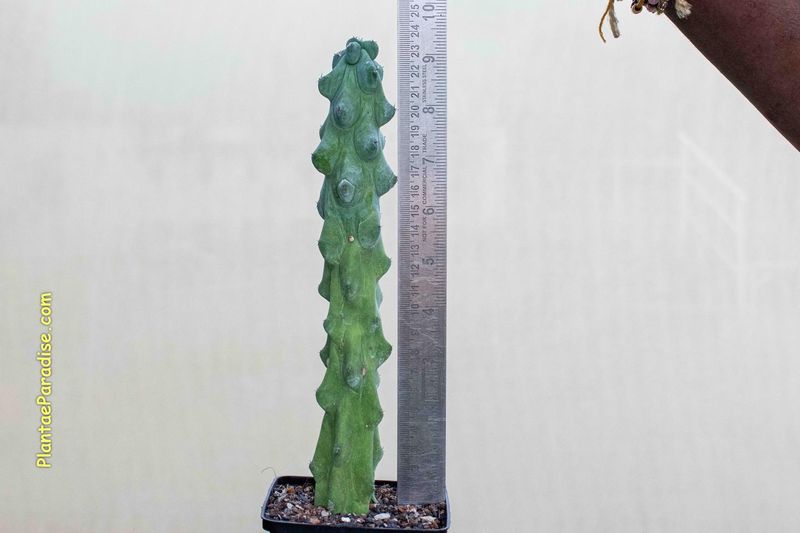 Myrtillocactus Geometrizans 'Fukurokuryuzinboku' with ruler for size reference
