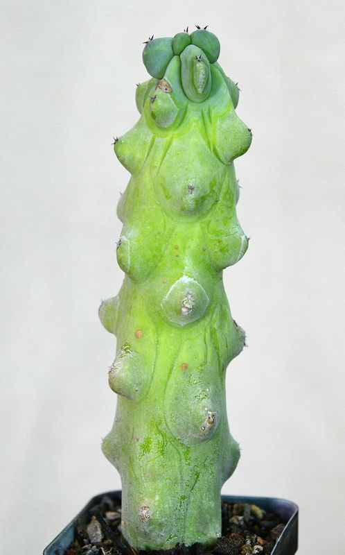 Myrtillocactus Geometrizans 'Fukurokuryuzinboku'