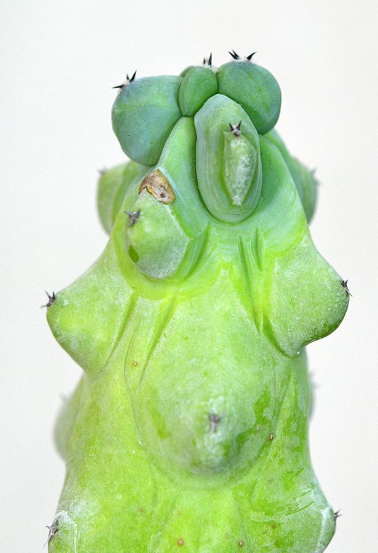 Myrtillocactus Geometrizans 'Fukurokuryuzinboku' Myrtillocactus Geometrizans 'Fukurokuryuzinboku'