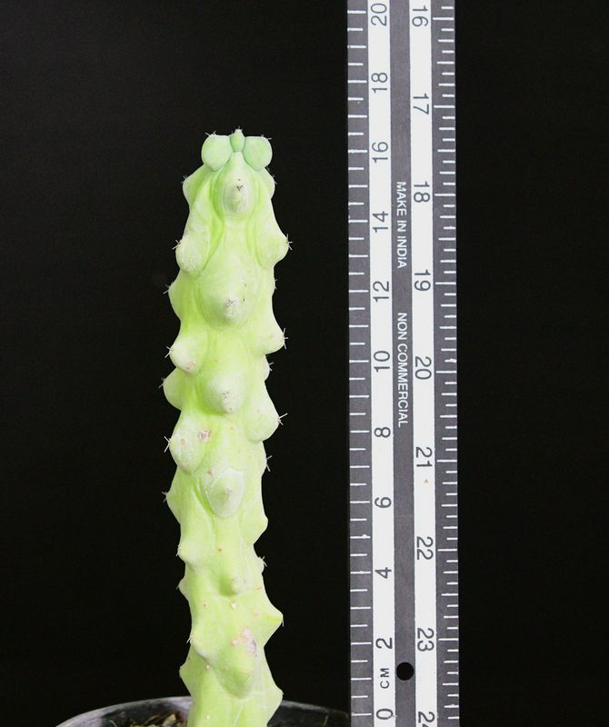 Myrtillocactus geometrizans 'Fukurokuryuzinboku'