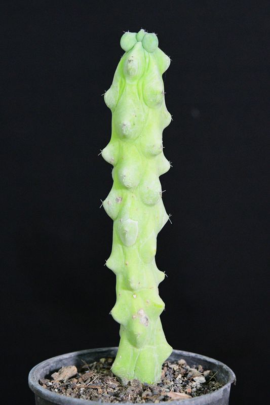 Myrtillocactus geometrizans 'Fukurokuryuzinboku' Myrtillocactus geometrizans 'Fukurokuryuzinboku'