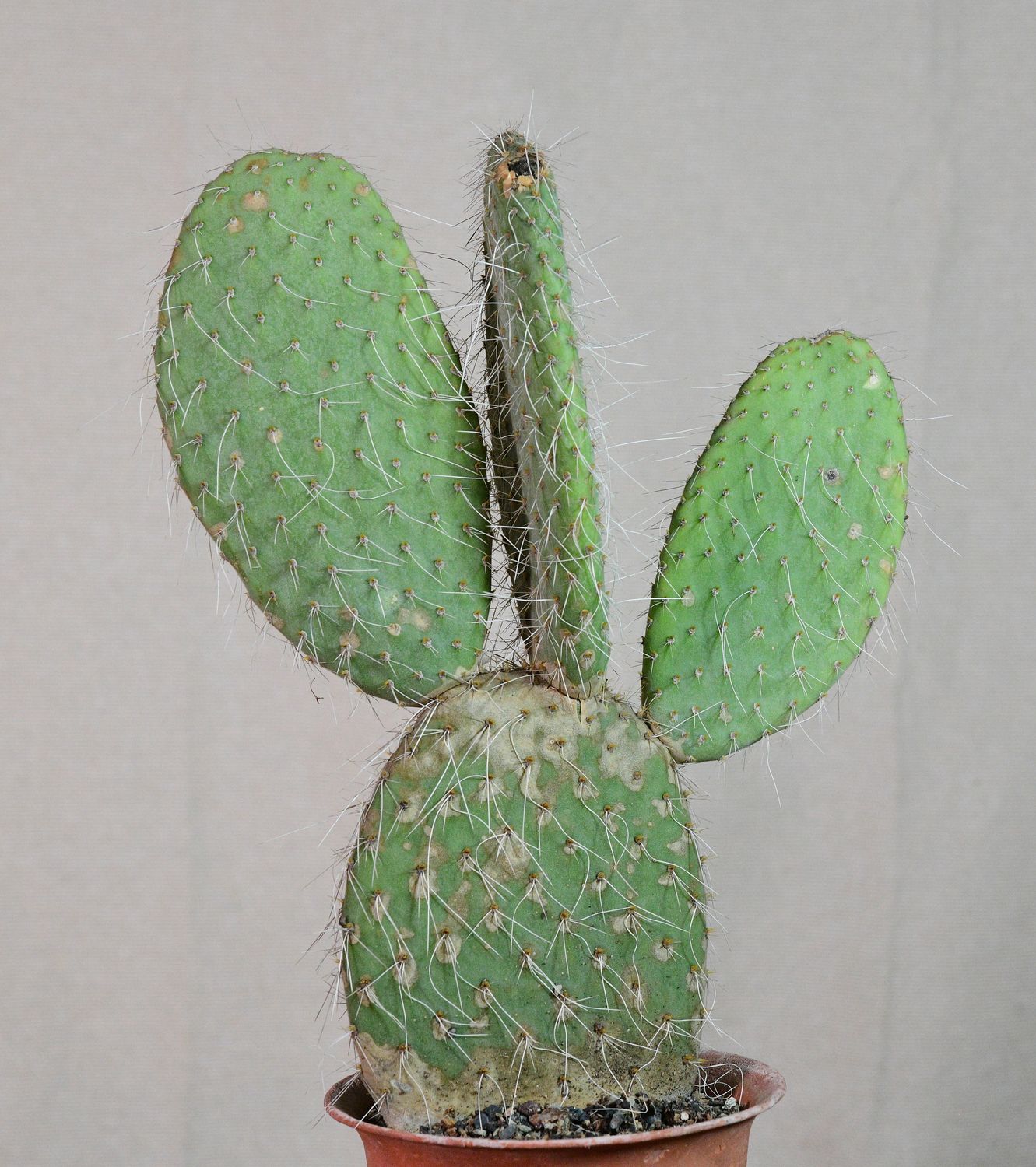 Opuntia erinacea var. ursina in terracotta pot