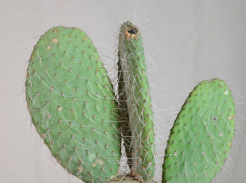 Opuntia erinacea var. ursina front view