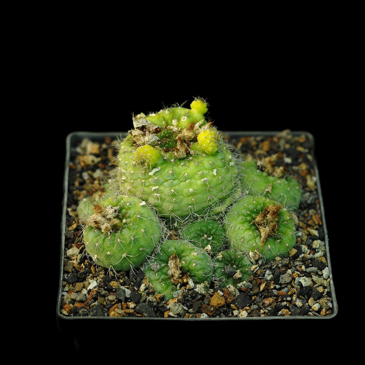 Frailea Algaratesa