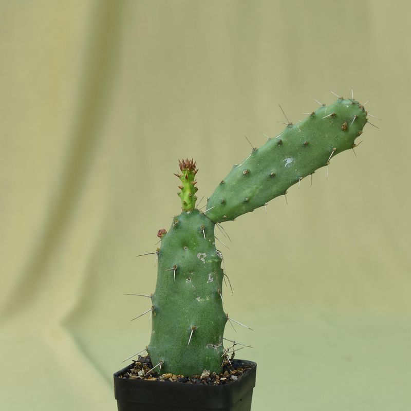 Nopalea Karwinskiana (Red Flowers) Syn Opuntia Karwinskiana whole plant