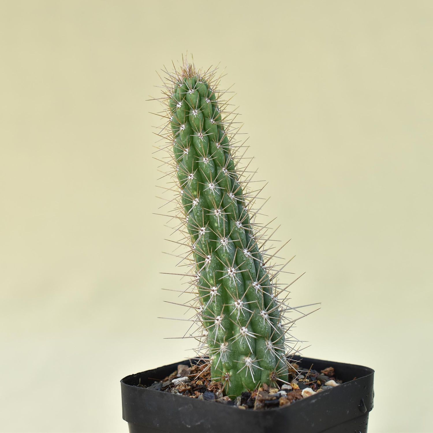 Eulychnia castanea (Native form)