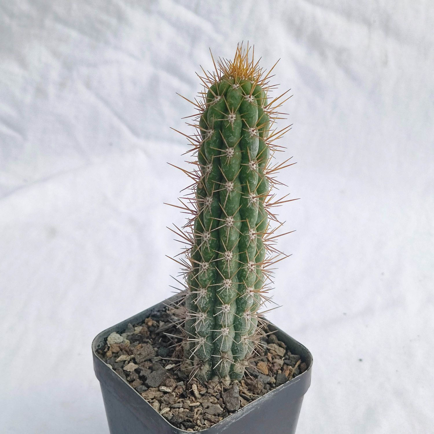 Eulychnia castanea (Native form)