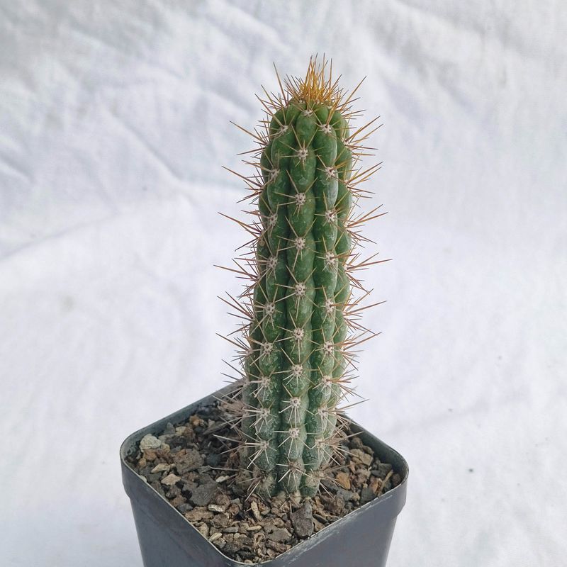 Eulychnia castanea (Native form)