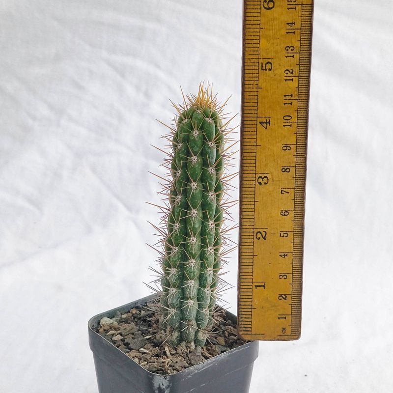 Eulychnia castanea (Native form)