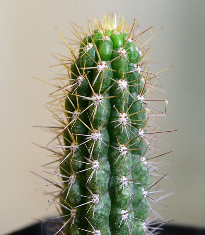 Eulychnia castanea (Native form) side view showing columnar form