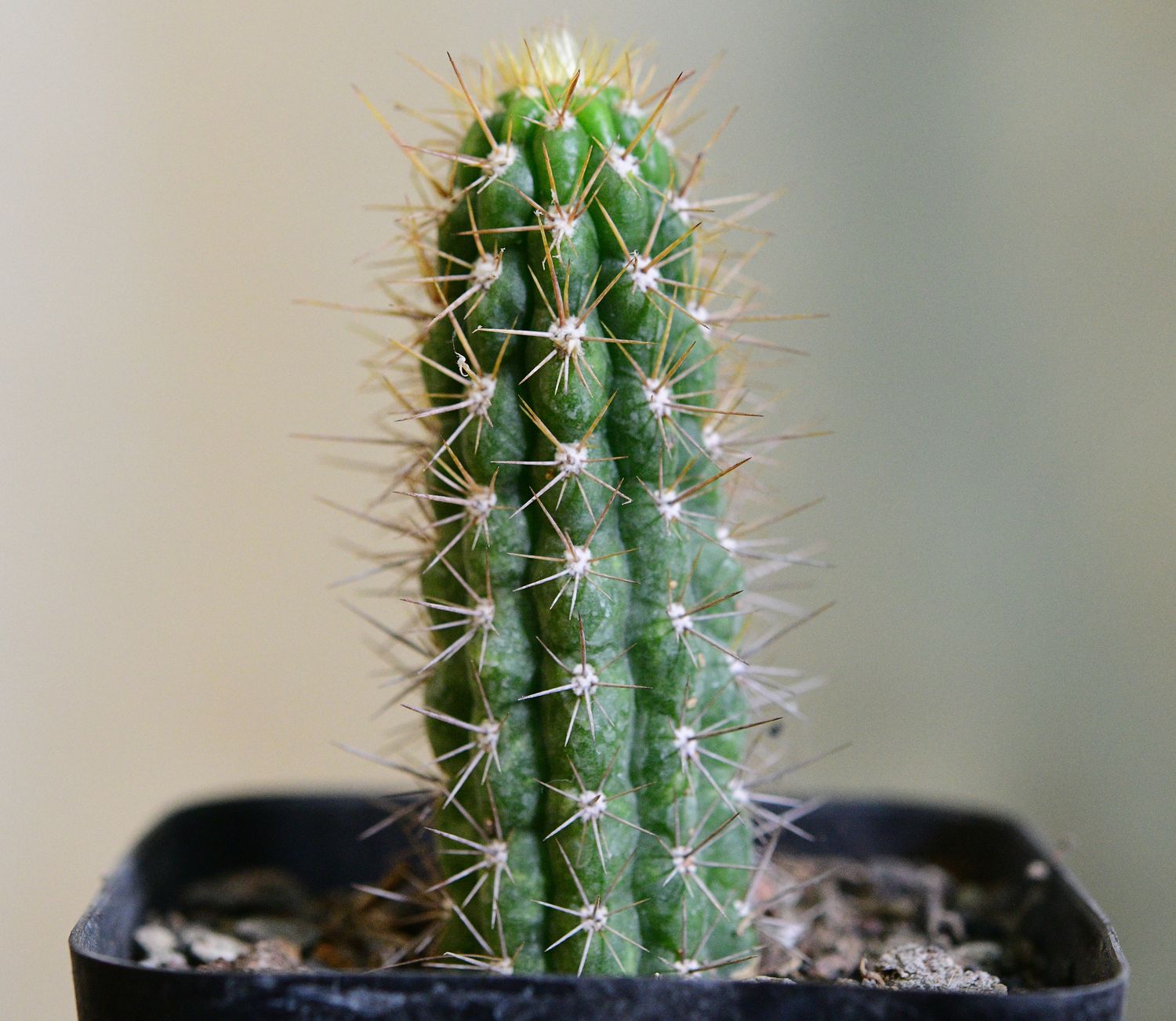 Eulychnia castanea (Native form) Eulychnia castanea (Native form) front view