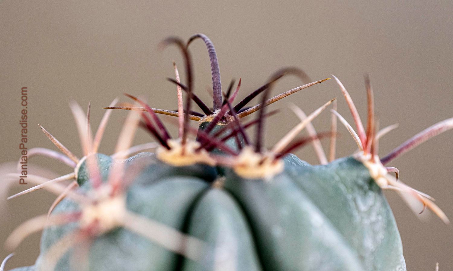 Ferocactus emoryi