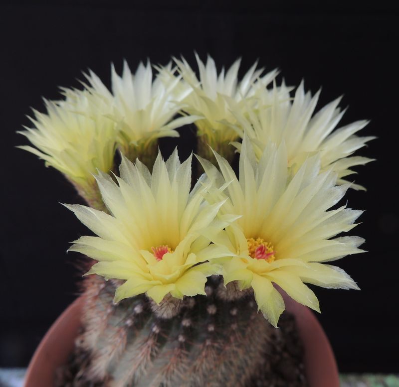 Notocactus Eugeniae Van Vliet in full bloom with multiple yellow flowers