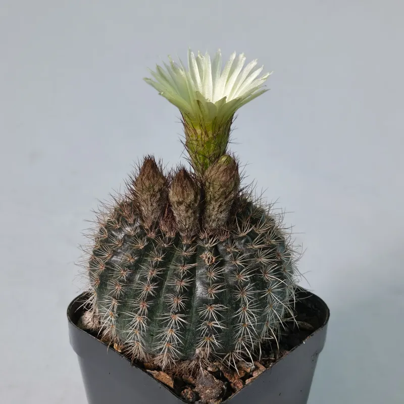 Notocactus Eugeniae Van Vliet single bloom with unopened buds