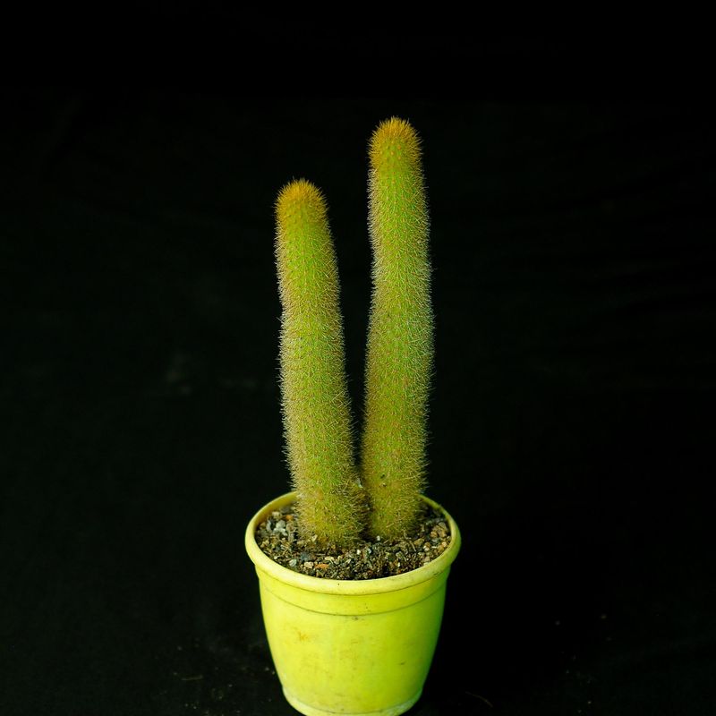 Cleistocactus Winteri front view in pot