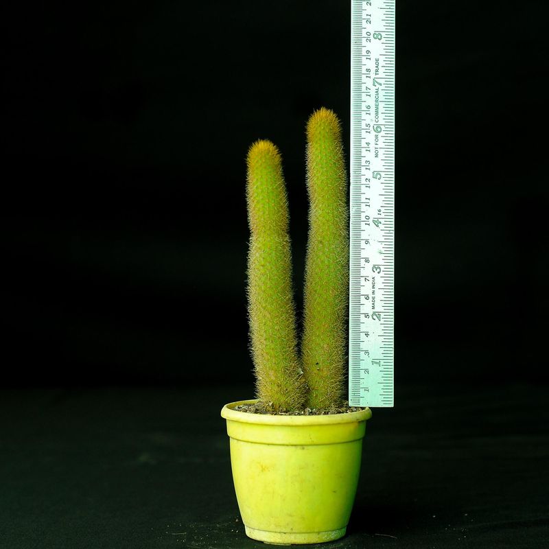 Cleistocactus Winteri with ruler for size reference
