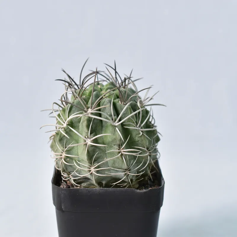 Eriosyce heinrichiana Eriosyce heinrichiana