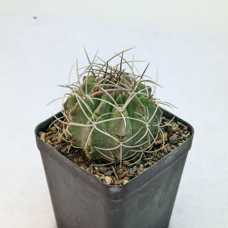 Eriosyce heinrichiana