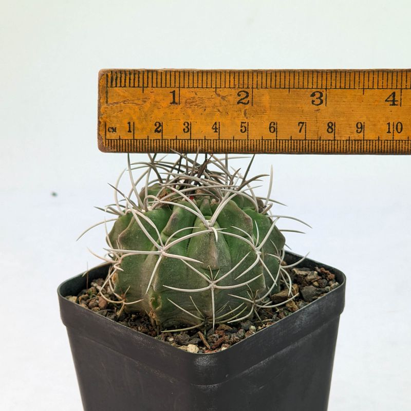 Eriosyce heinrichiana with ruler for size reference