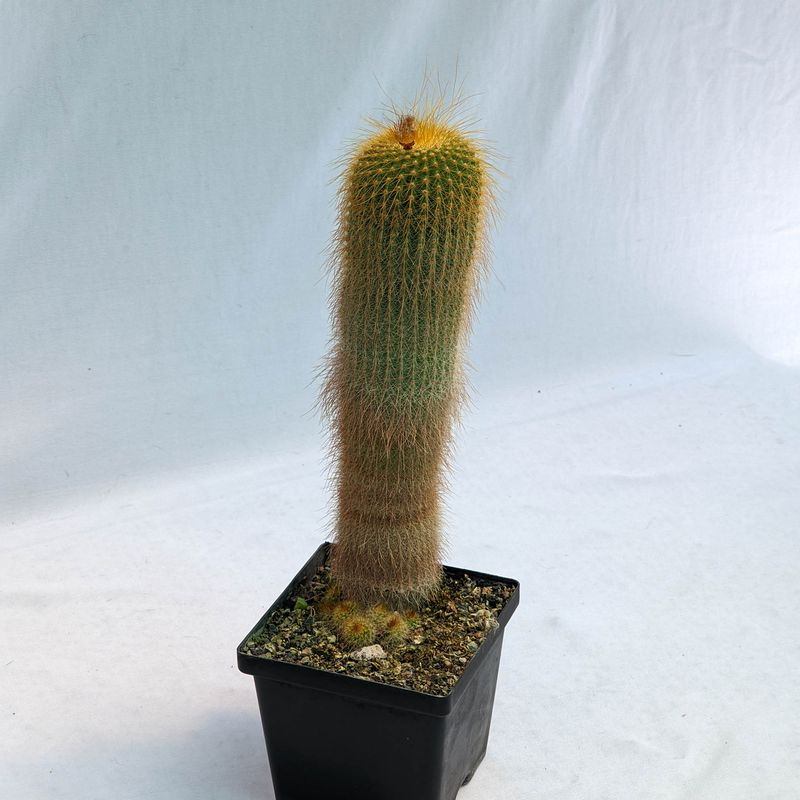 Notocactus leninghausii syn Eriocactus leninghausii