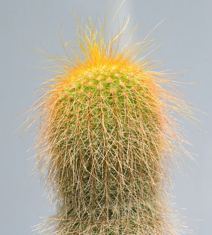 Notocactus leninghausii syn Eriocactus leninghausii Notocactus leninghausii syn Eriocactus leninghausii