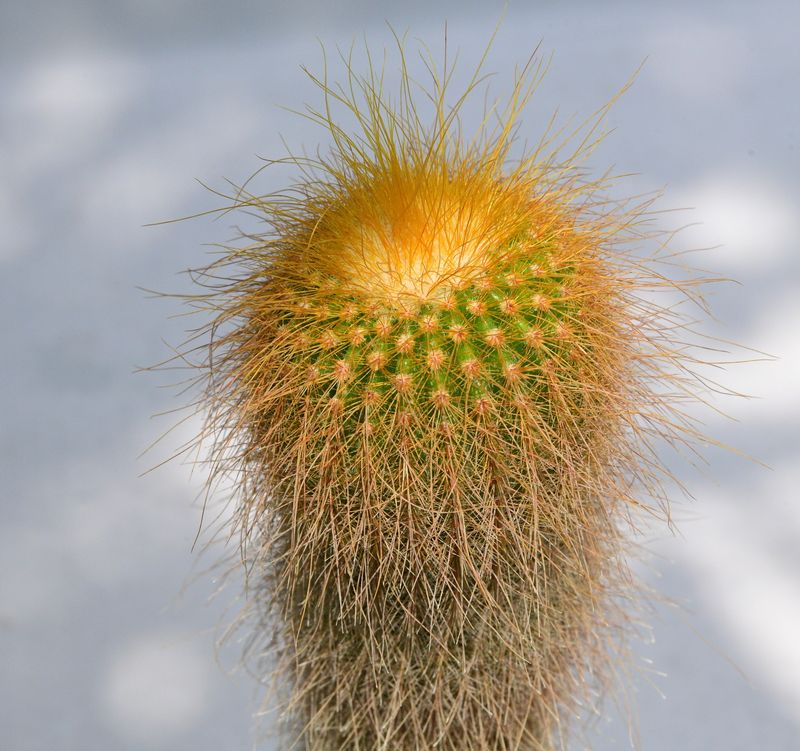 Notocactus leninghausii syn Eriocactus leninghausii