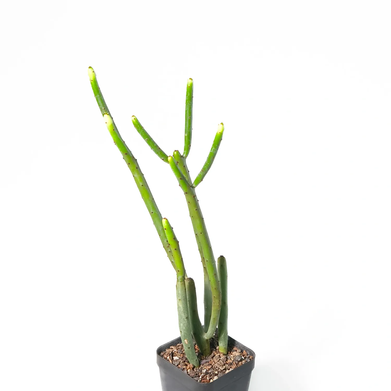 Euphorbia leucodendron Euphorbia leucodendron