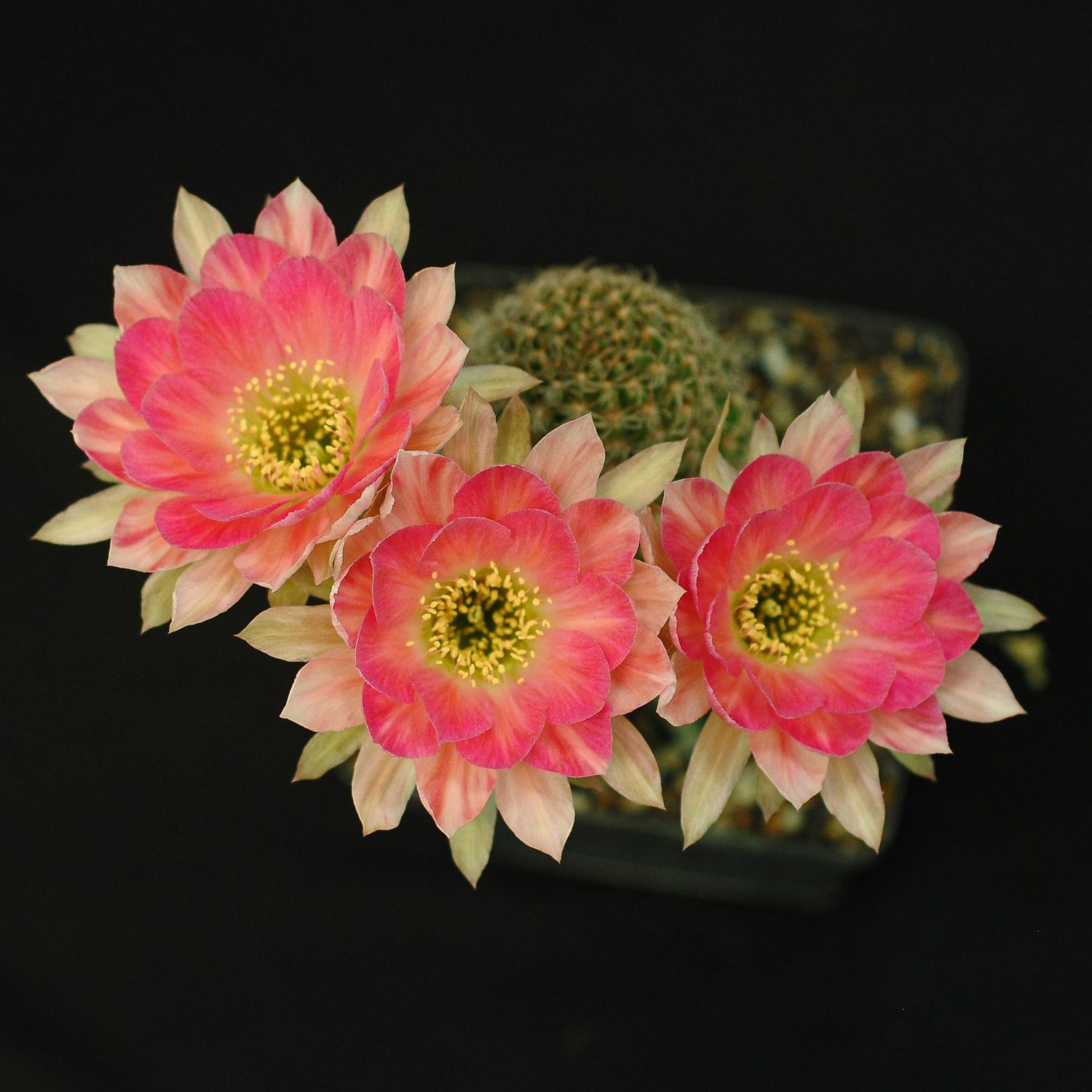 Lobivia Hybrid 25639 Lobivia Hybrid 25639