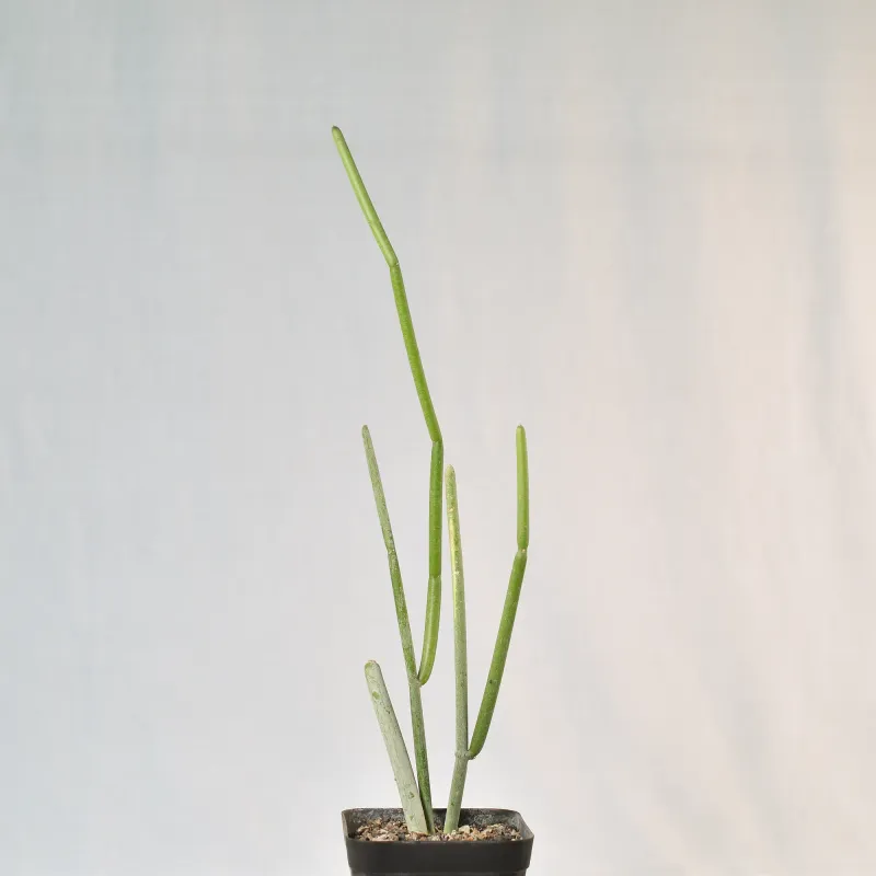 Sarcostemma viminale young plant in pot