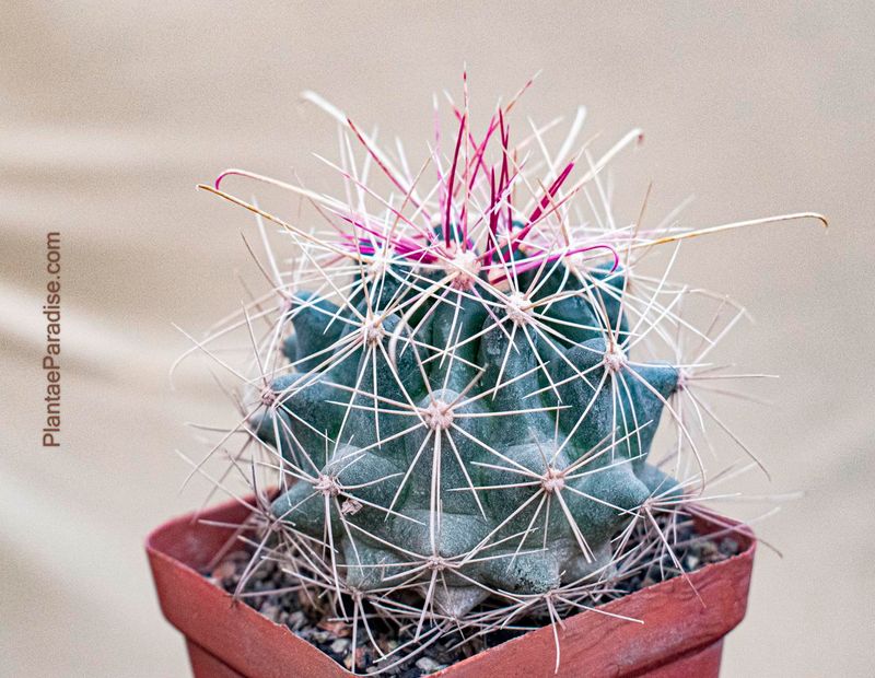 Ferocactus hamatacanthus ssp. sinuatus