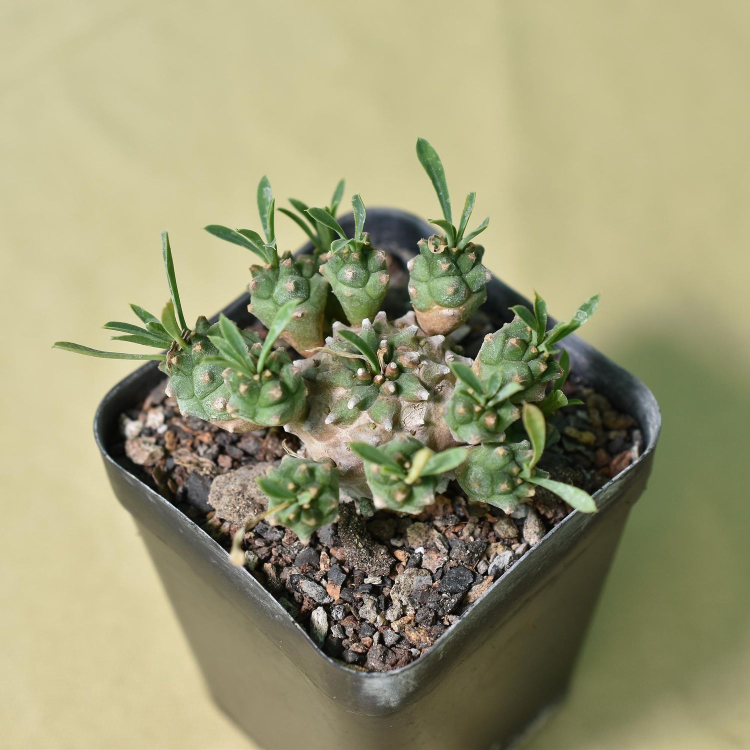 Euphorbia cv. Cocklebur ( Euphorbia x japonica)