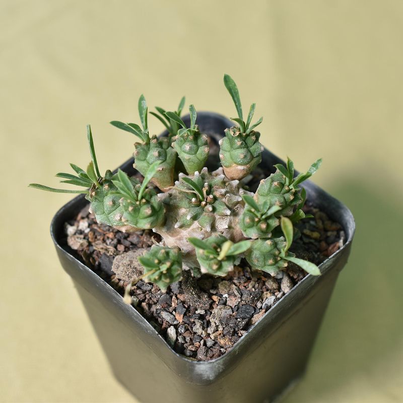 Euphorbia cv. Cocklebur ( Euphorbia x japonica)