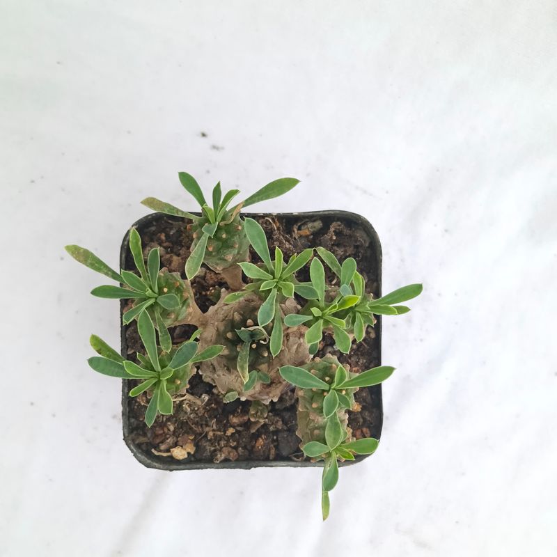 Euphorbia cv. Cocklebur ( Euphorbia x japonica)