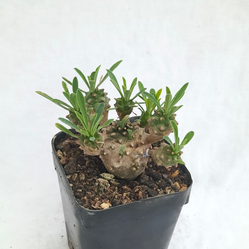 Euphorbia cv. Cocklebur ( Euphorbia x japonica)