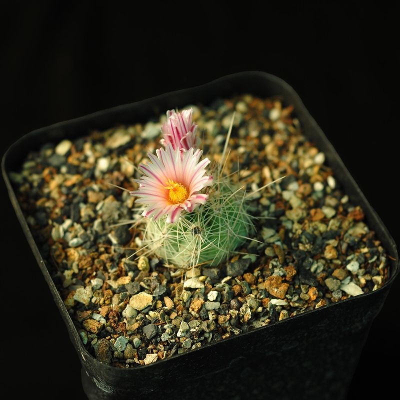 THELOCACTUS conothelos f. saussieri LAU 734 Matehuala San Luis Potosi THELOCACTUS conothelos f. saussieri LAU 734 Matehuala San Luis Potosi