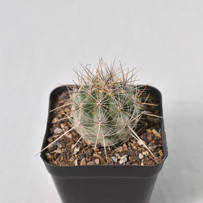 THELOCACTUS conothelos f. saussieri LAU 734 Matehuala San Luis Potosi