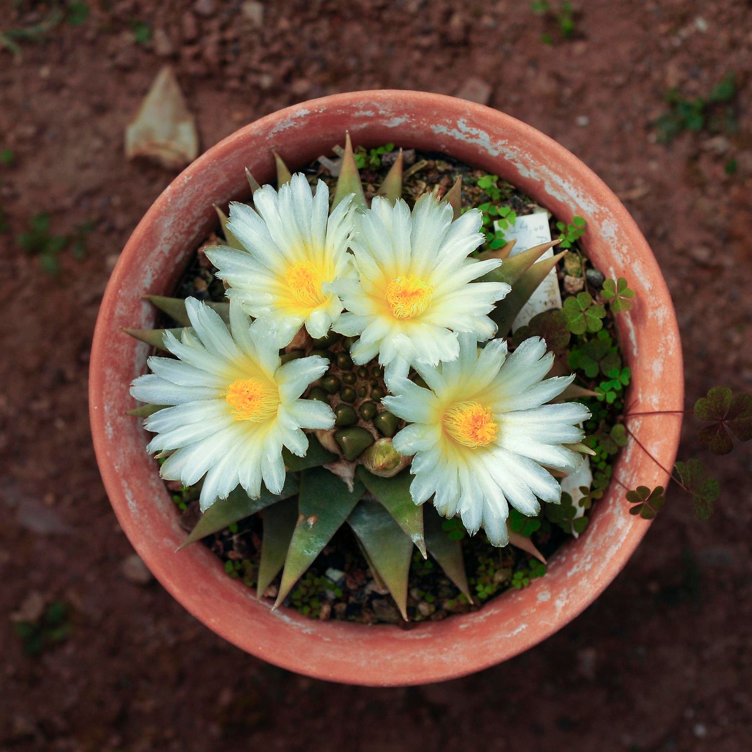 Ariocarpus Retusus mature plant in bloom, outdoor pot