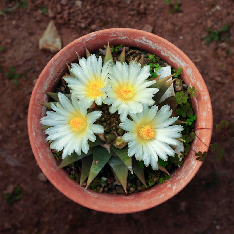 Ariocarpus Retusus mature plant in bloom, outdoor pot