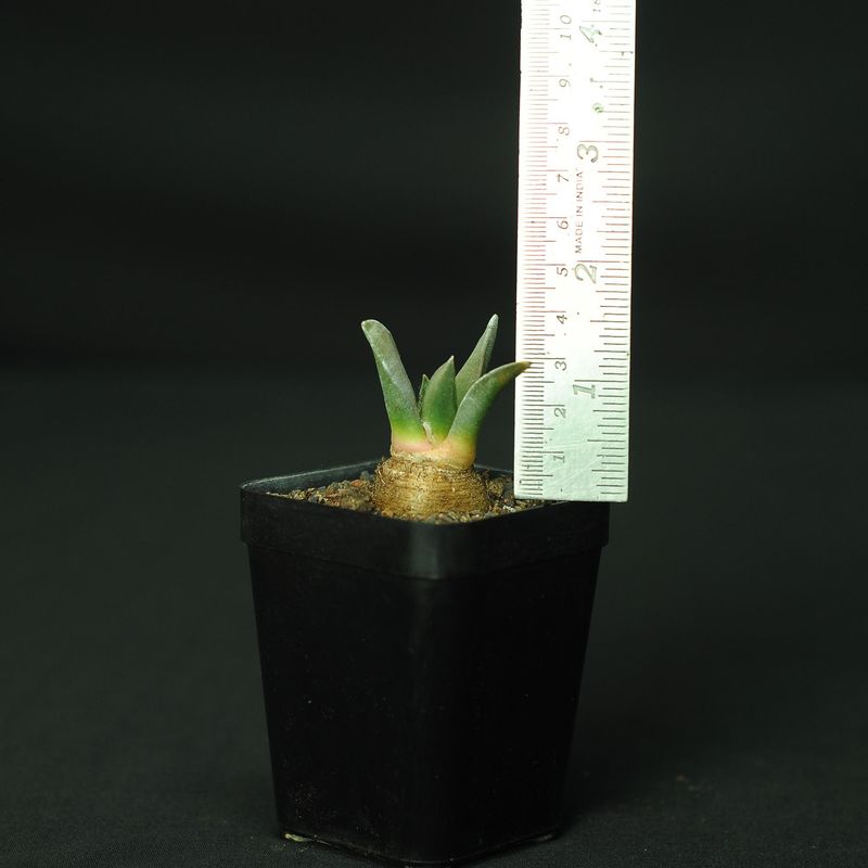 Ariocarpus Retusus seedling with ruler for size reference