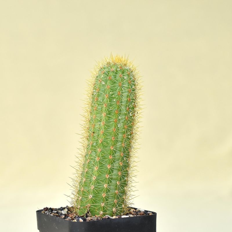 Hildewintera Pink Norheim