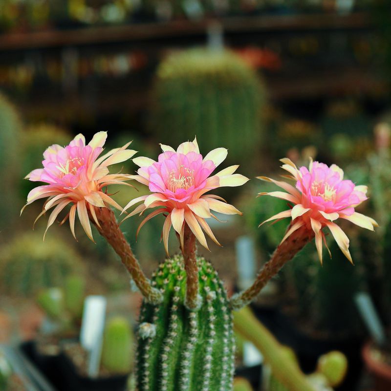 Hildewintera hybrid 'HUMKES RO-RO'