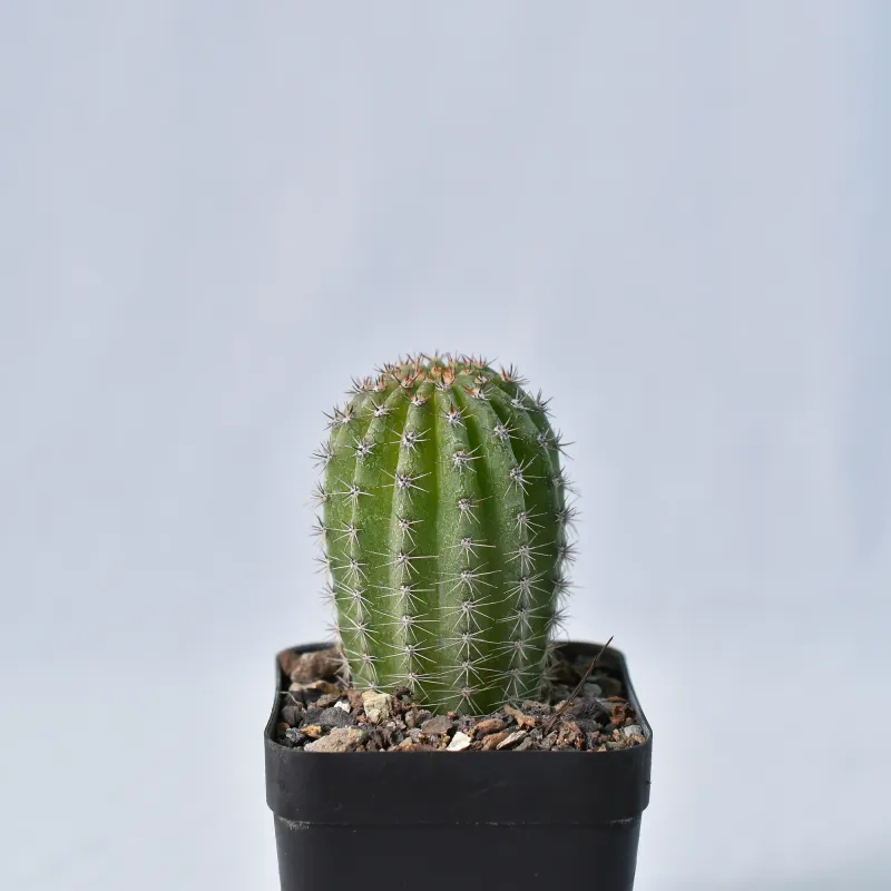 Hildewintera hybrid 'HUMKES RO-RO'