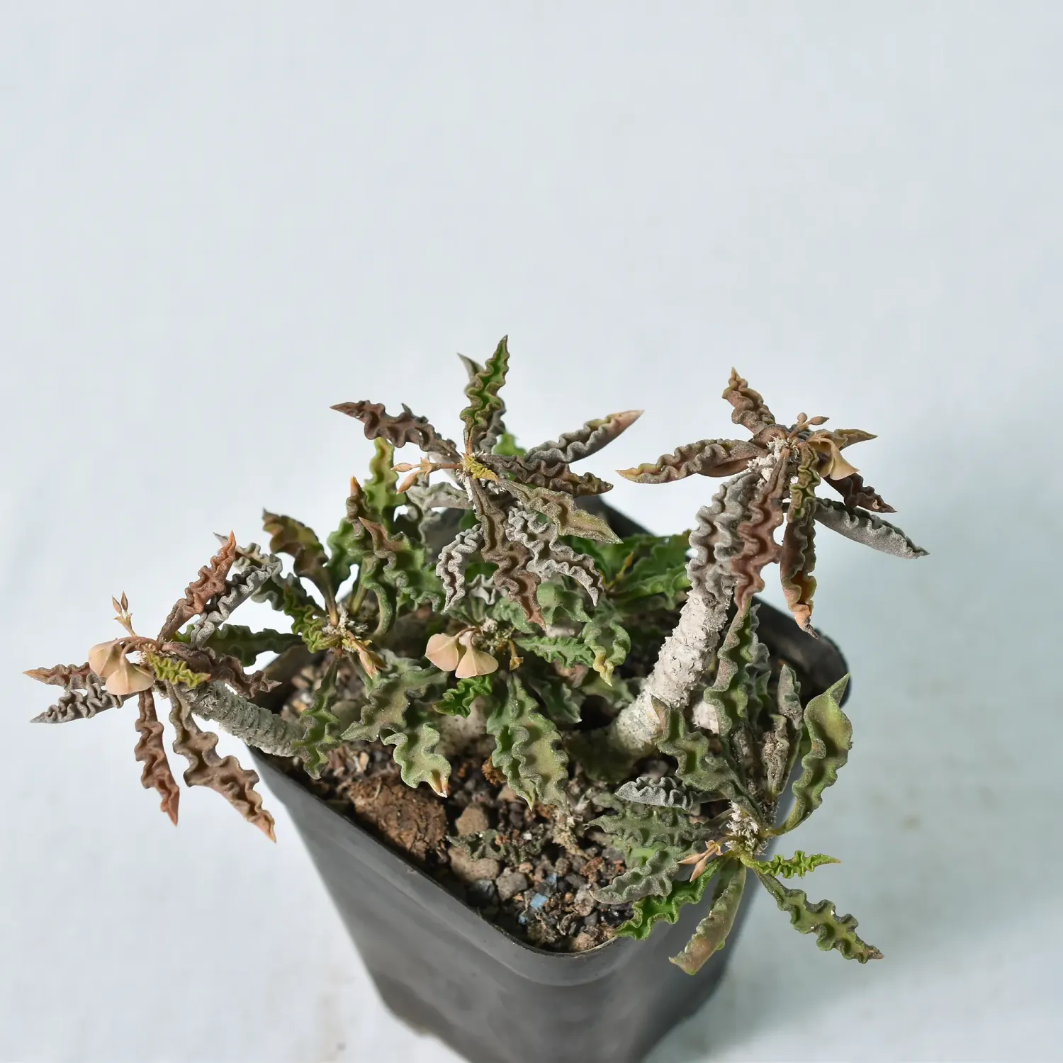 Euphorbia decaryi v. spirosticha