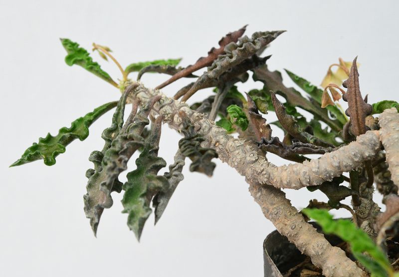 Euphorbia decaryi v. spirosticha