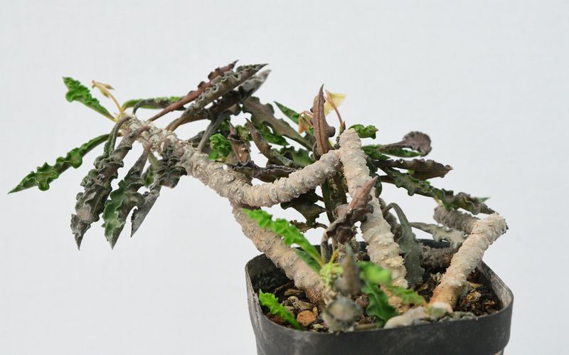 Euphorbia decaryi v. spirosticha