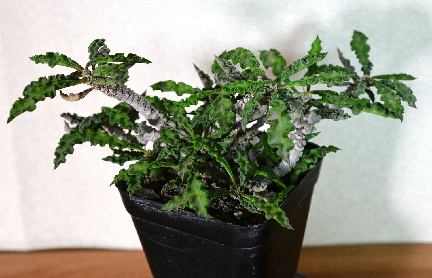 Euphorbia decaryi v. spirosticha front view in pot