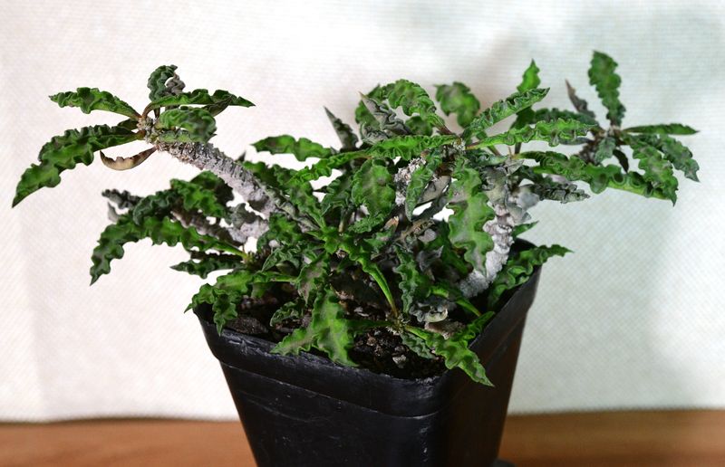 Euphorbia decaryi v. spirosticha Euphorbia decaryi v. spirosticha front view in pot